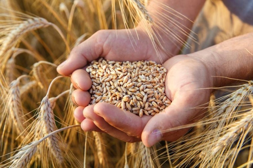 روسيا تشتري الحبوب من مناطق أوكرانية