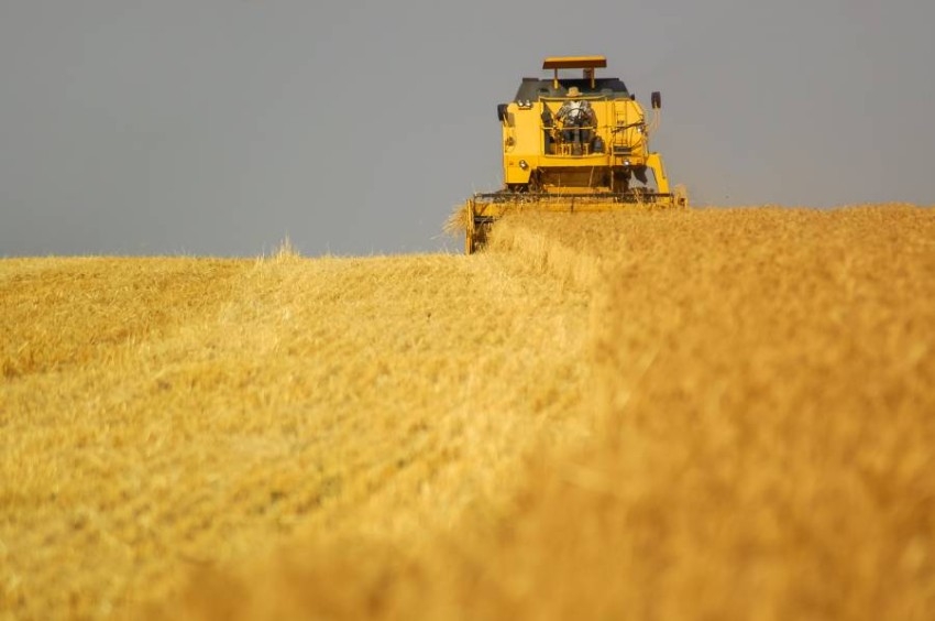 تركيا: تصدير الحبوب الأوكرانية قد يبدأ في غضون أسبوع