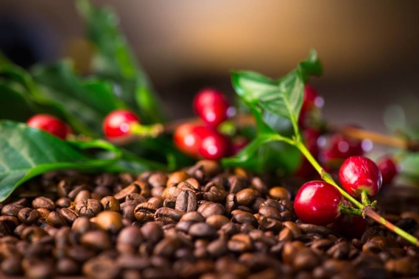 انخفاض محصول أكبر مصدر للقهوة في العالم يهدد بتوسيع أزمة الإمدادات