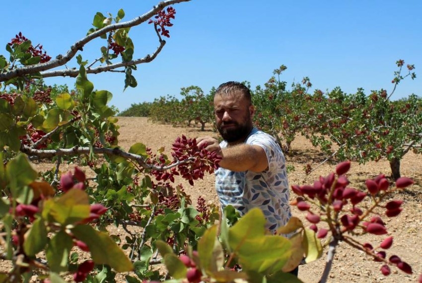 سوريا.. محصول «الفستق الحلبي» يعاني الجفاف وشح السماد بعد الحرب