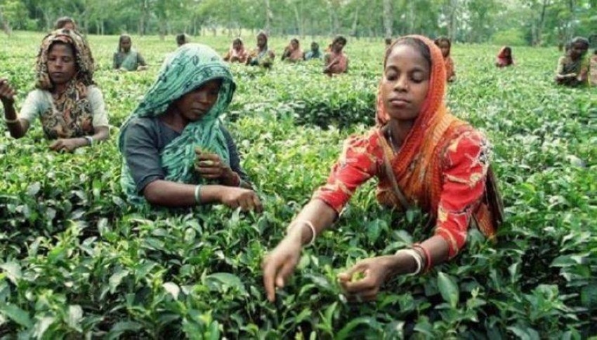 عمال مزارع الشاي في بنغلاديش يضربون للمطالبة بزيادة رواتبهم