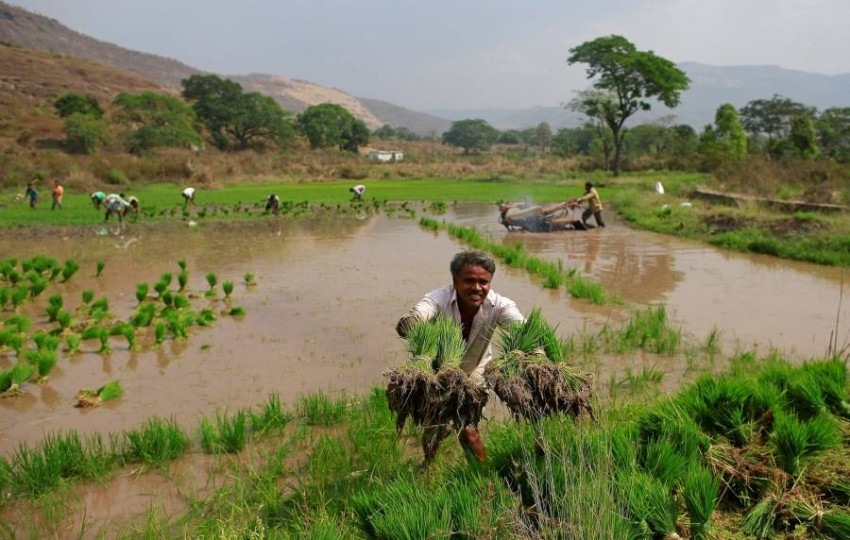 هل تتجه الهند إلى حظر تصدير الأرز بعد تدهور المحصول؟