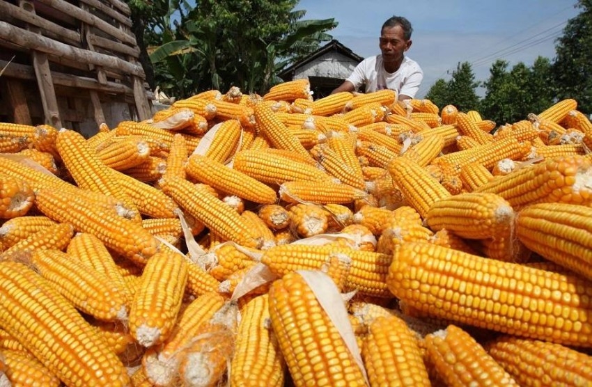 إندونيسيا تهدف إلى وقف استيراد الذرة في غضون 3 سنوات