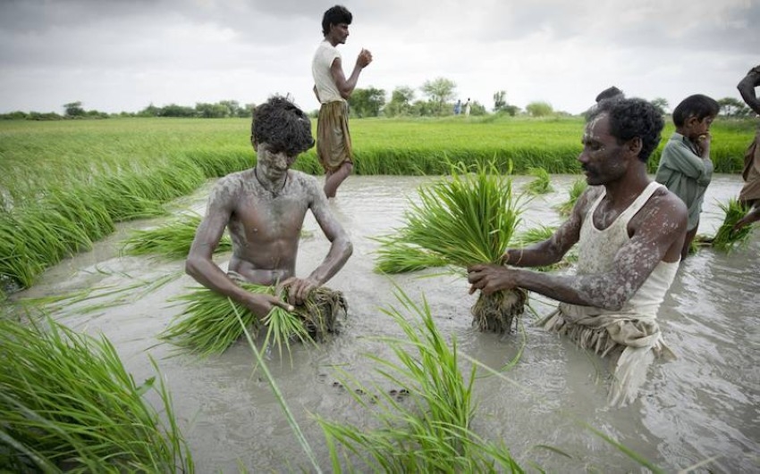 الهند تسعى لتفادي الذعر بشأن صادرات الأرز وسط القيود المستهدفة