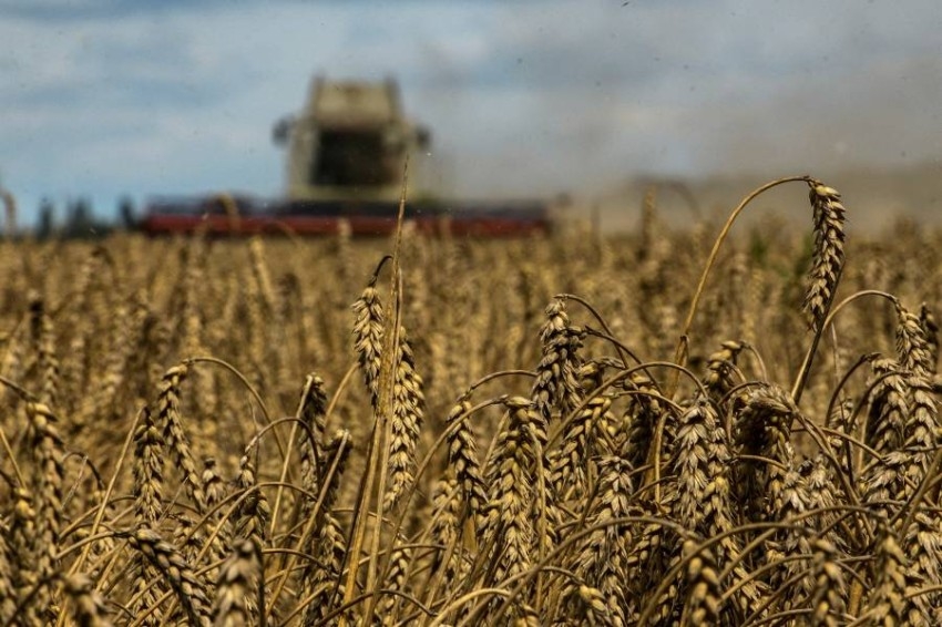 روسيا تحصد 75% من المنطقة المزروعة بالقمح