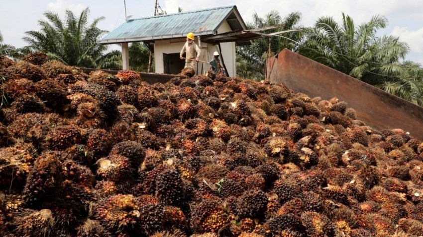 توقعات باستمرار تراجع إنتاج زيت النخيل في ماليزيا للعام الثالث على التوالي