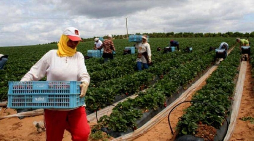 المغرب يعتزم إطلاق مشروع زراعي بقيمة 213 مليون دولار