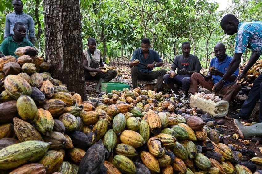 مزارعو ساحل العاج يرسلون 12 ألف طن من الكاكاو إلى الموانئ