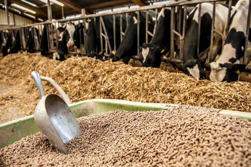 دراسة: علف الماشية بشكل مختلف قد يؤدي إلى توفير الغذاء لمليار شخص إضافي