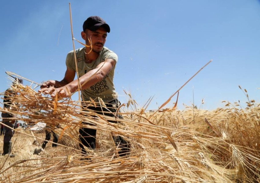 «الفاو»: إنتاج القمح في سوريا يهوي 75% ومعاناة المزارعين تتفاقم