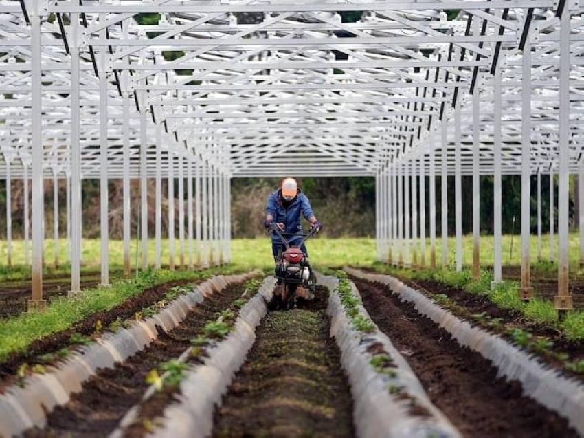 «المزارع الفولتية».. زواج جديد بين الطاقة الشمسية والأراضي الزراعية
