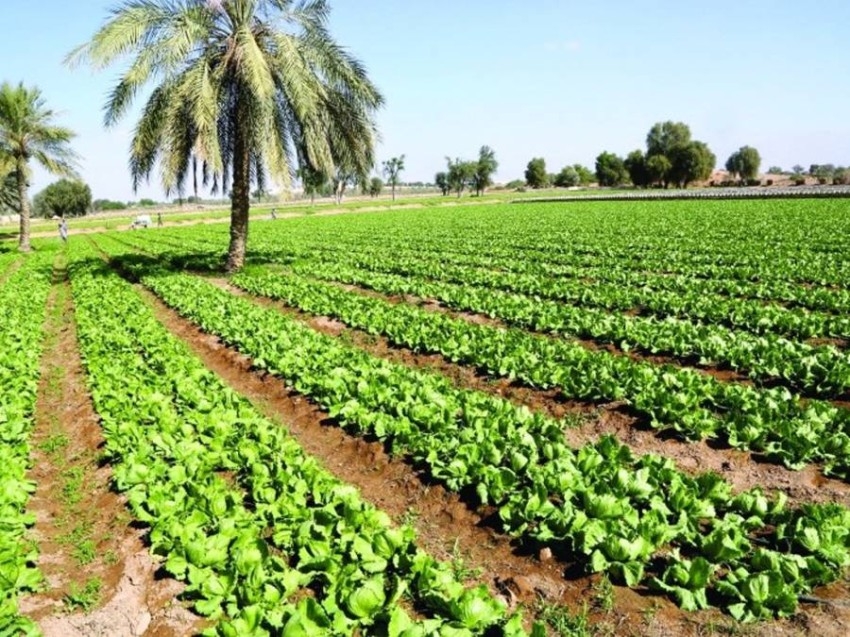 19.3 مليار درهم مساهمة الزراعة في الاقتصاد الإماراتي بحلول 2025