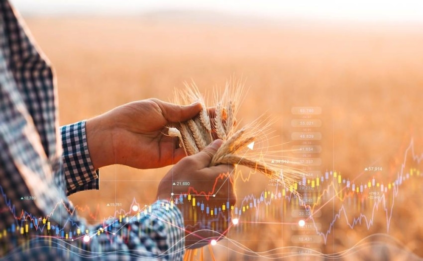 الأردن يشتري نحو 60 ألف طن من القمح في مناقصة