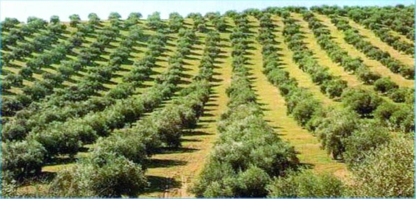 تونس تتوقع تراجعاً بـ20% في إنتاج زيت الزيتون بسبب الجفاف
