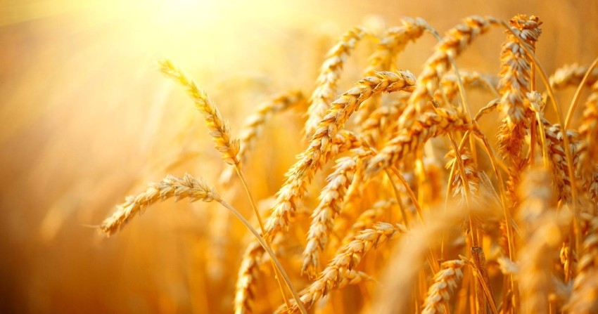 الحبوب السعودية تشتري نحو مليون طن من القمح للشحن في الفترة من أبريل إلى يونيو