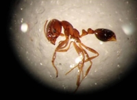 A fire ant found at a container terminal in the Port of Tokyo | Japan Wildlife Research Center / via Kyodo