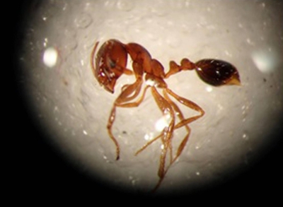 A fire ant found at a container terminal in the Port of Tokyo
