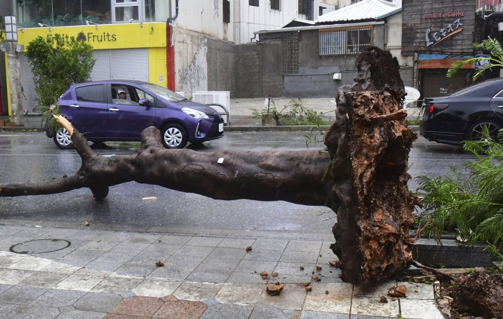 A tree lies uprooted on a street in Naha, Okinawa on Wednesday after Typhoon Khanun battered the area.
