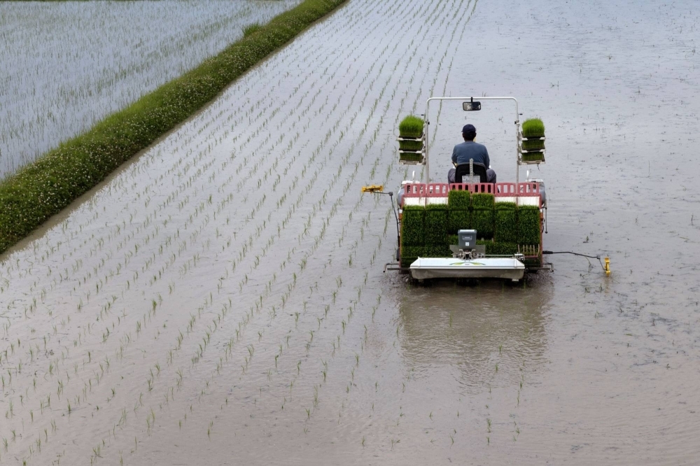 A farmer plants rice seedlings using a rice transplanter in a paddy field in Kobe in June.