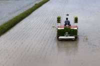A farmer plants rice seedlings using a rice transplanter in a paddy field in Kobe in June. | Bloomberg

