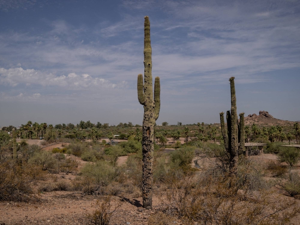 A saguaro cactus at the Desert Botanical Garden in Phoenix, Arizona, on July 26. A surface temperature of 49 C has been recorded for a similar cactus before 10 a.m., with air temperatures already at 44 C.