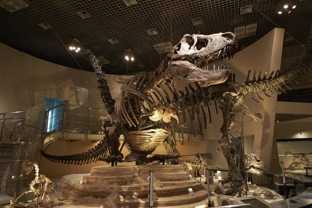 A popular dinosaur exhibit at the National Museum of Nature and Science in Ueno, Tokyo