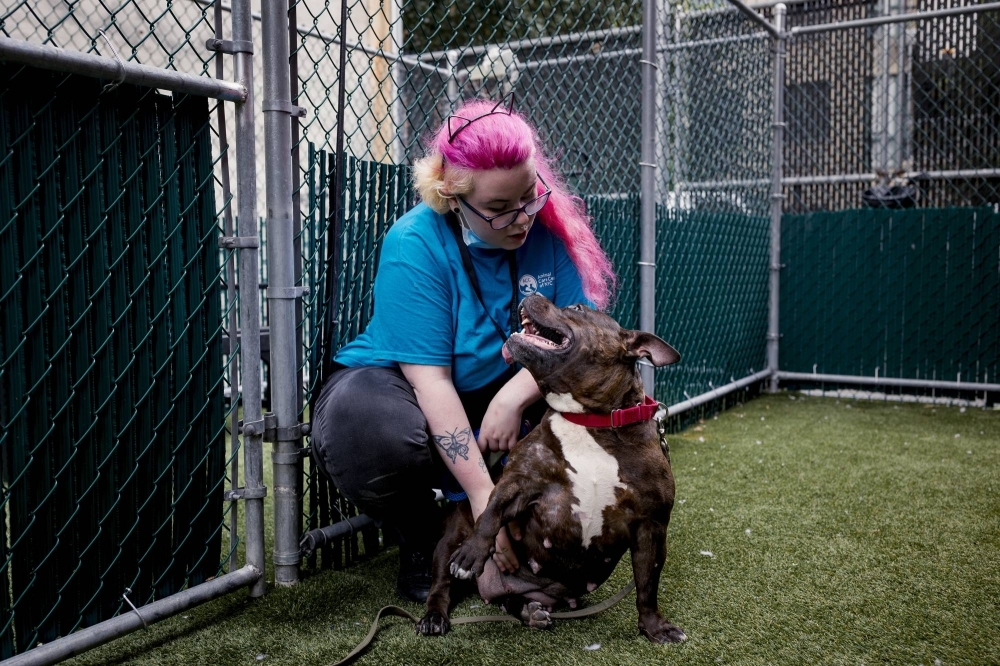 Brooklyn, a 7-year-old pit bull mix, at Manhattan’s Animal Care Center in New York on Aug. 4 