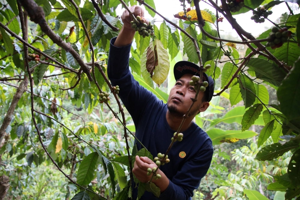 A farmer picks coffee beans at his plantation in West Java, Indonesia, on Aug. 2.