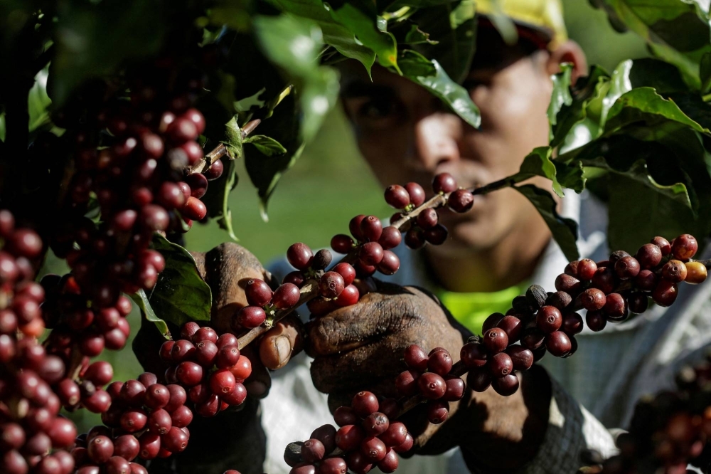 A worker picks ripe coffee beans at a plantation on Jan. 9.