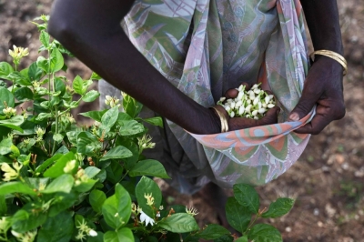 A farmer harvests jasmine flowers on the outskirts of Madurai, India. Jasmine has been used for millennia in India to honor the gods, and the valuable scent is now being snapped up as an essential ingredient for global perfumes.