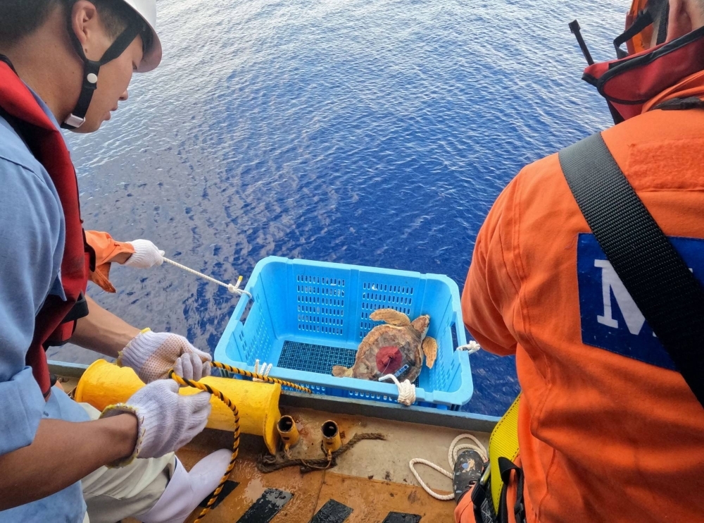 Staff from the Port of Nagoya Public Aquarium release a juvenile loggerhead sea turtle with a transmitter attached in the central North Pacific Ocean in July.