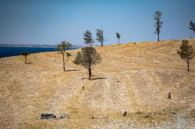 A handful of trees stand at the Tabqa Reserve near the village of Jaabar, in the Kurdish-held part of Syria's Raqqa province.