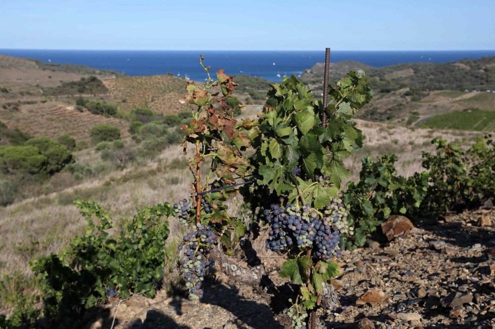 For the past few months, the vineyard of Les Clos de Paulilles in Port-Vendres, France has suffered from drought, raising fears about the future of wine production in the Pyrenees-Orientales region.