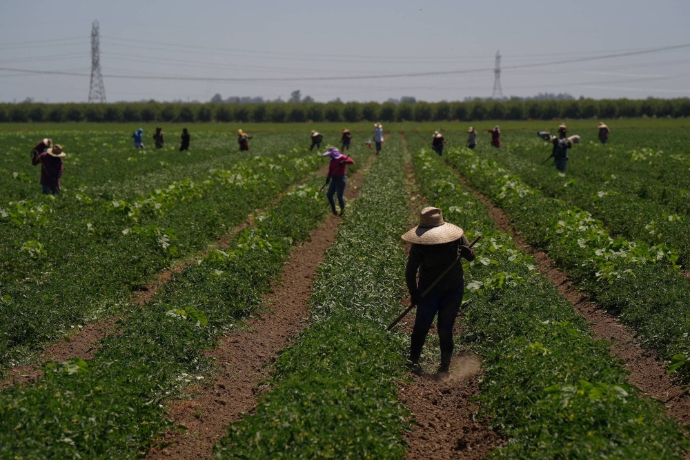 Many agricultural workers in the U.S. are undocumented, which means fewer protections if they're forced to work in high heat, or unable to do so.