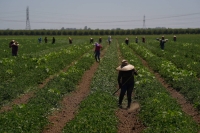 Many agricultural workers in the U.S. are undocumented, which means fewer protections if they're forced to work in high heat, or unable to do so. | REUTERS