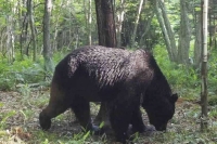 A brown bear codenamed "OSO18" in Shibecha, Hokkaido, on June 25 | Courtesy of Shibecha Municipal Government / via Kyodo