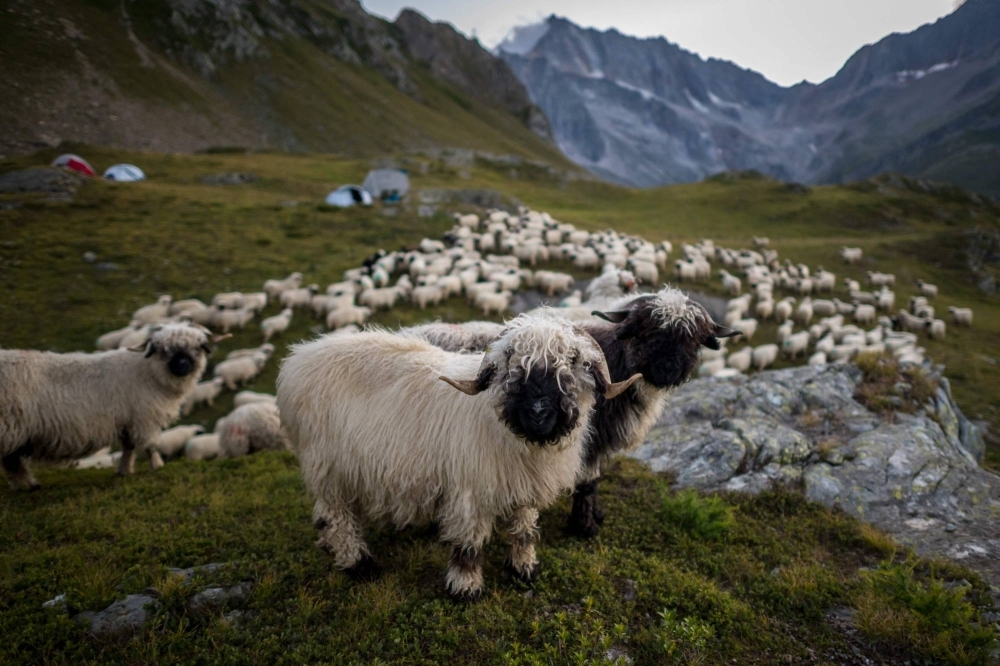 Sheep in Pontimia Pasture in the Swiss Alps during a monitoring program by Swiss NGO OPPAL to watch livestock against wolf.