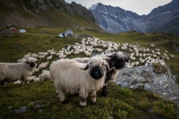 Sheep in Pontimia Pasture in the Swiss Alps during a monitoring program by Swiss NGO OPPAL to watch livestock against wolf. | AFP-Jiji