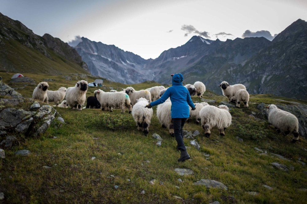 A volunteer gathers sheep in Pontimia Pasture in the Swiss Alps. If the wolf were to get past the electric wires stretched around this high-altitude pasture, Aliki Buhayer-Mach knows 