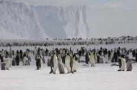 Emperor penguins need stable sea ice that’s firmly attached to the shore to breed and nurture their young. | Bloomberg