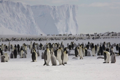 Emperor penguins need stable sea ice that’s firmly attached to the shore to breed and nurture their young.