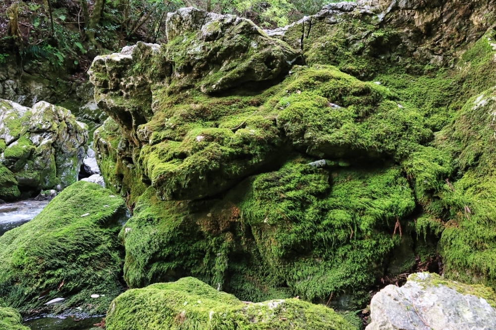 This moss survived millions of years. Warming is killing it The Japan