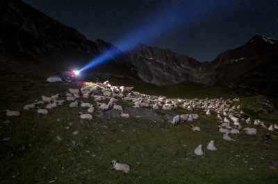 Sheep rest under a starry night in Pontimia Pasture in the Swiss Alps.