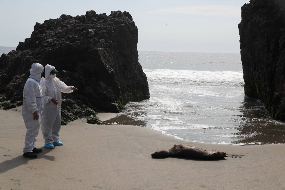 National Forest and Wild Fauna Service personnel check on a sea lion, amidst rising cases bird flu infections in Peru in February 2023. 