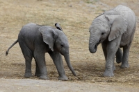 Of the five nations in Southern Africa where elephants live, a survey has found that Botswana has the largest elephant population with 131,909. | REUTERS