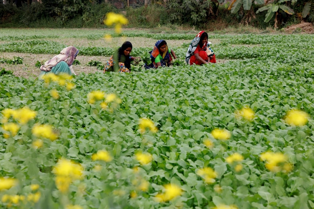 Women collect vegetables from a farm in Keraniganj, near Dhaka.