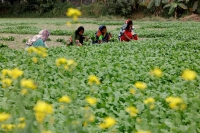 Women collect vegetables from a farm in Keraniganj, near Dhaka. | REUTERS
