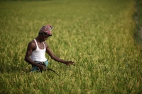 A farmer examines rice in a paddy near a farm house in Dhaka. | REUTERS