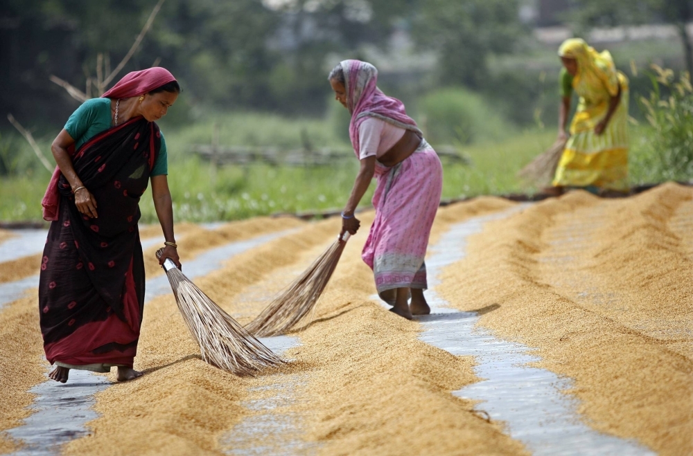Workers dry rice at a farm in Dhaka.