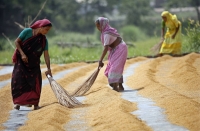 Workers dry rice at a farm in Dhaka. | REUTERS